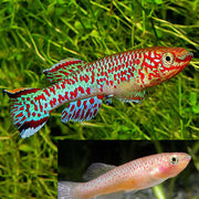 Blue Lyretail Killifish